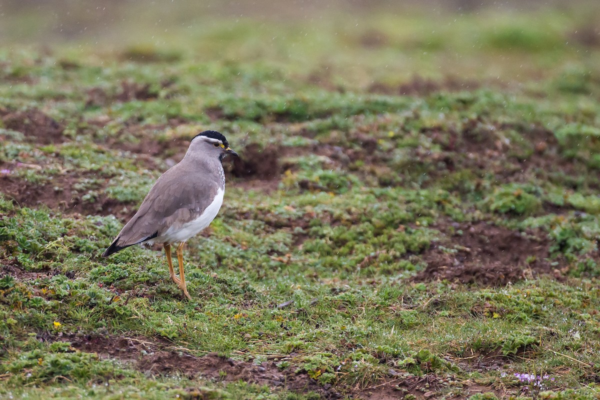 Spot-breasted Lapwing - ML615473766