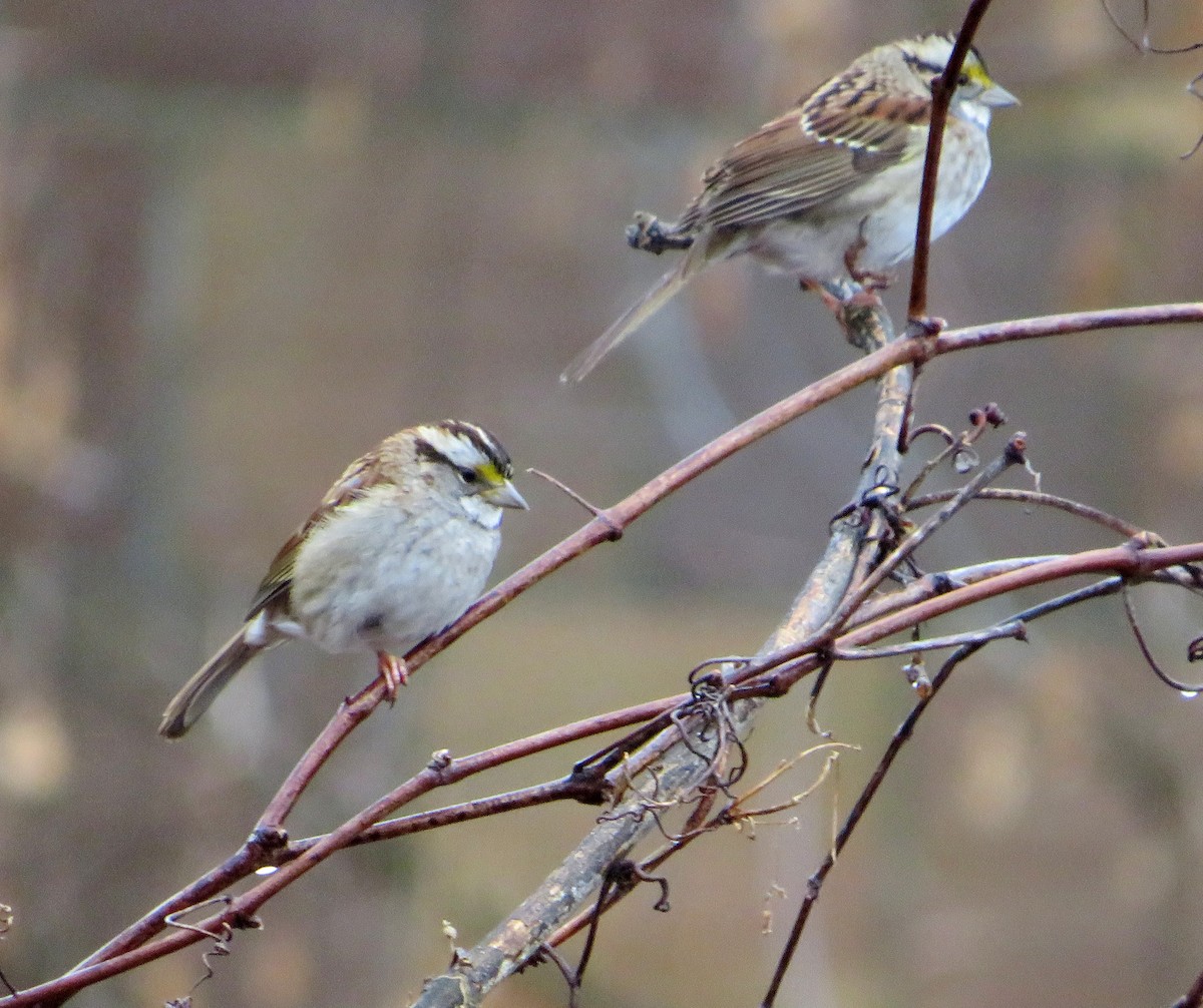 White-throated Sparrow - ML615473770