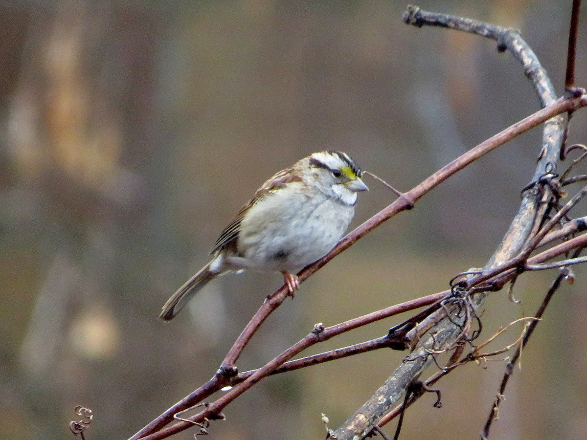 White-throated Sparrow - ML615473771