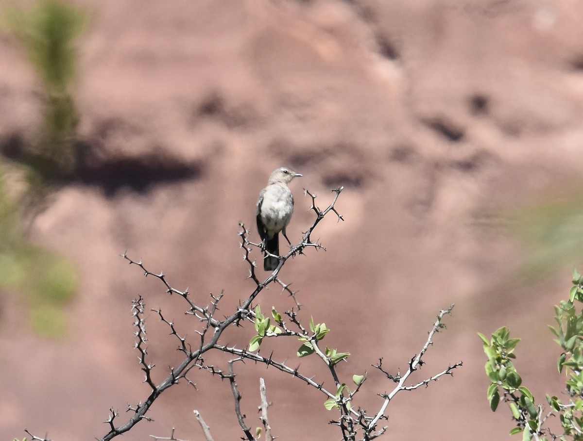 Patagonian Mockingbird - ML615473779