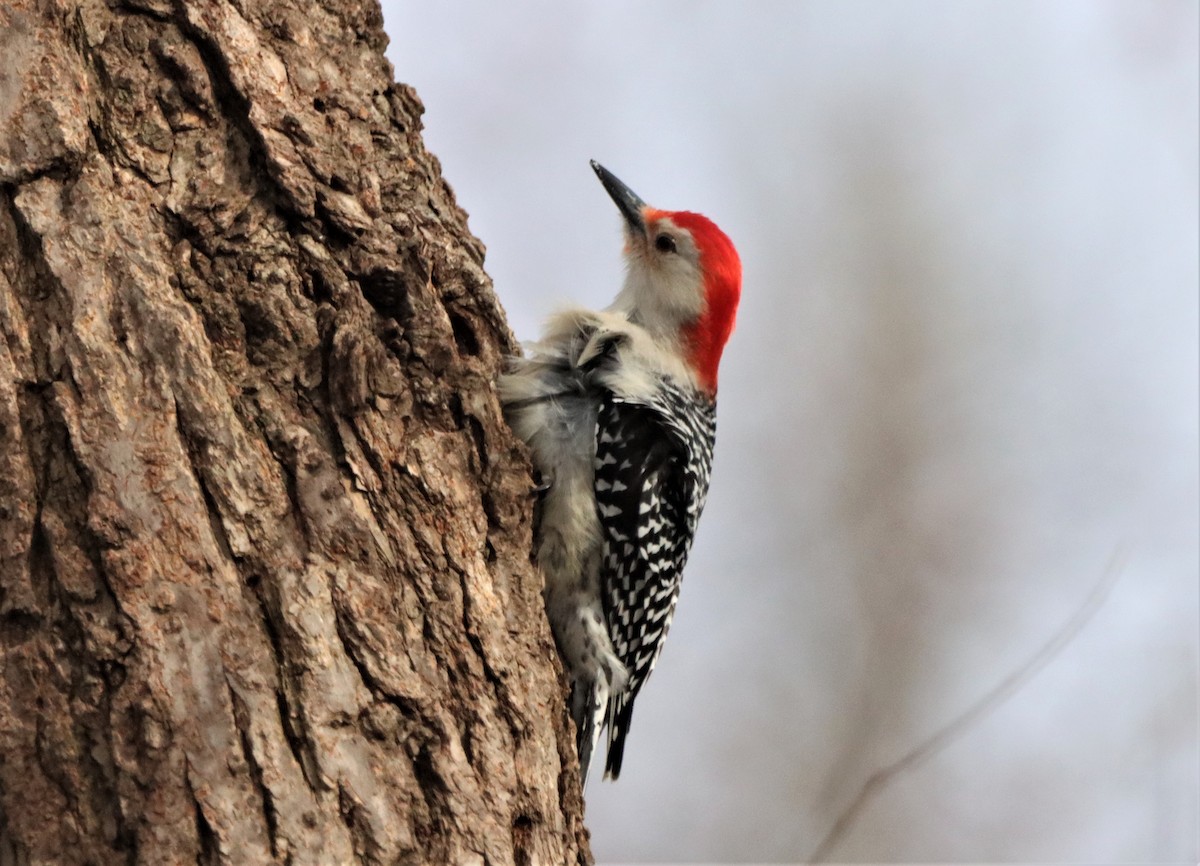 Red-bellied Woodpecker - ML615473780