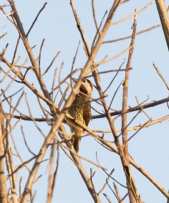 Spot-breasted Woodpecker - ML615473801