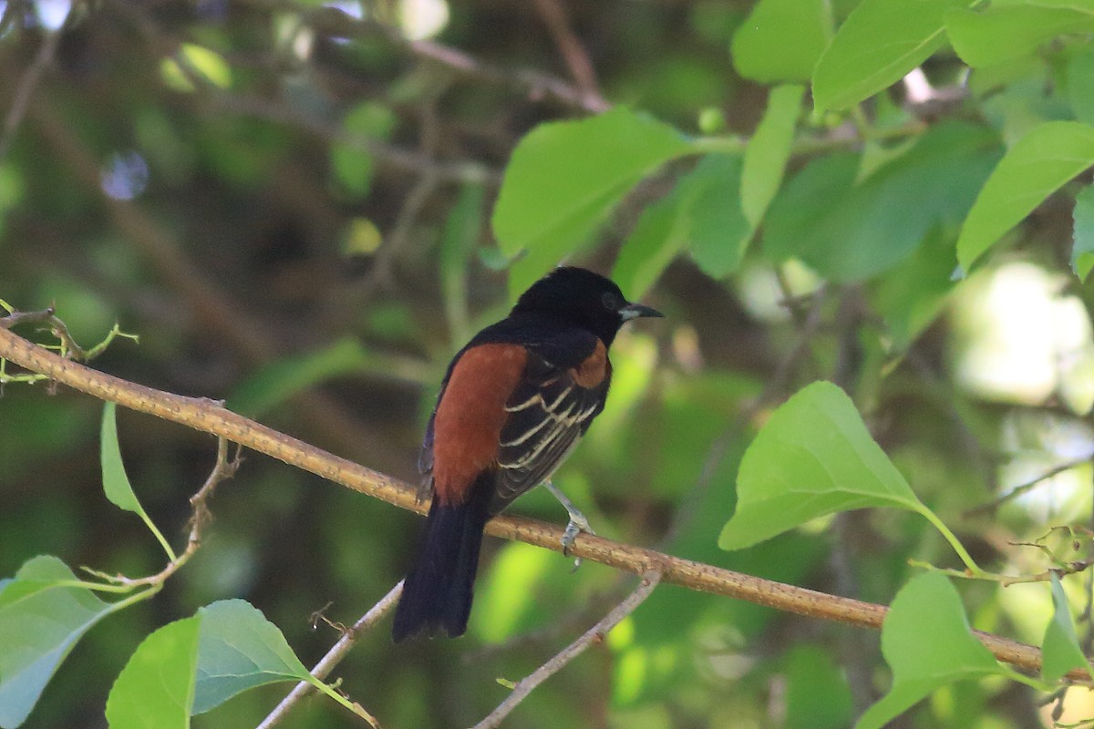 Orchard Oriole - ML61547381