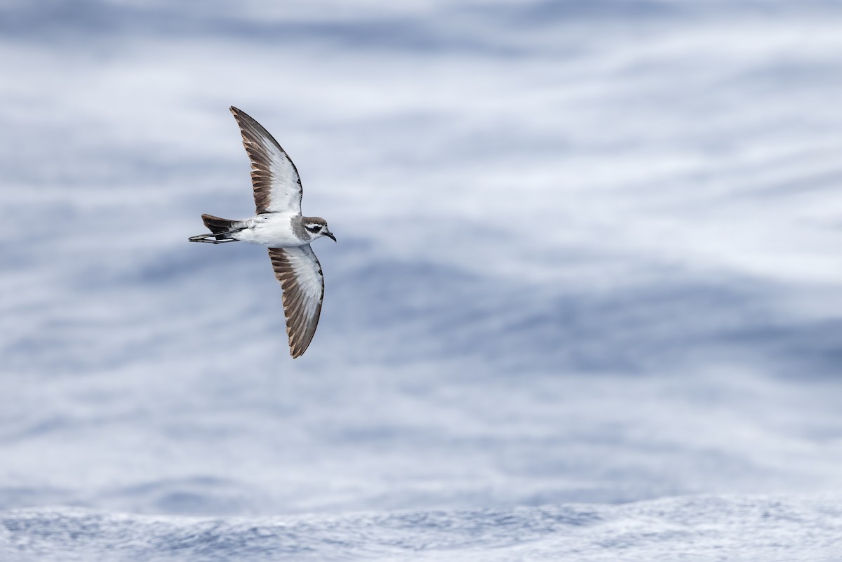 White-faced Storm-Petrel - ML615473868
