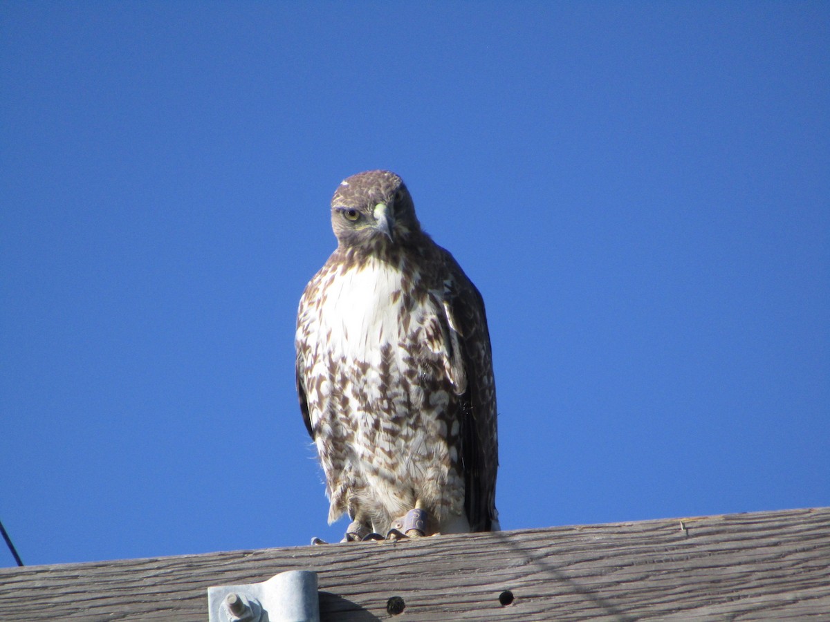 Red-tailed Hawk - ML615473907