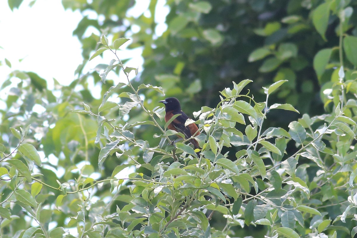 Orchard Oriole - ML61547391