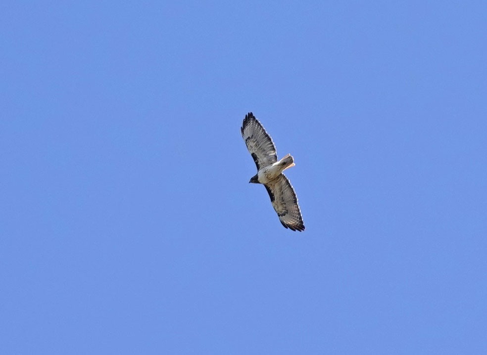 Red-tailed Hawk - ML615473932