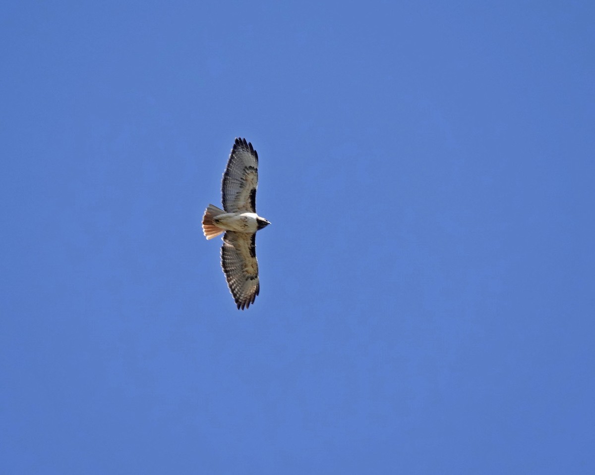 Red-tailed Hawk - ML615473933