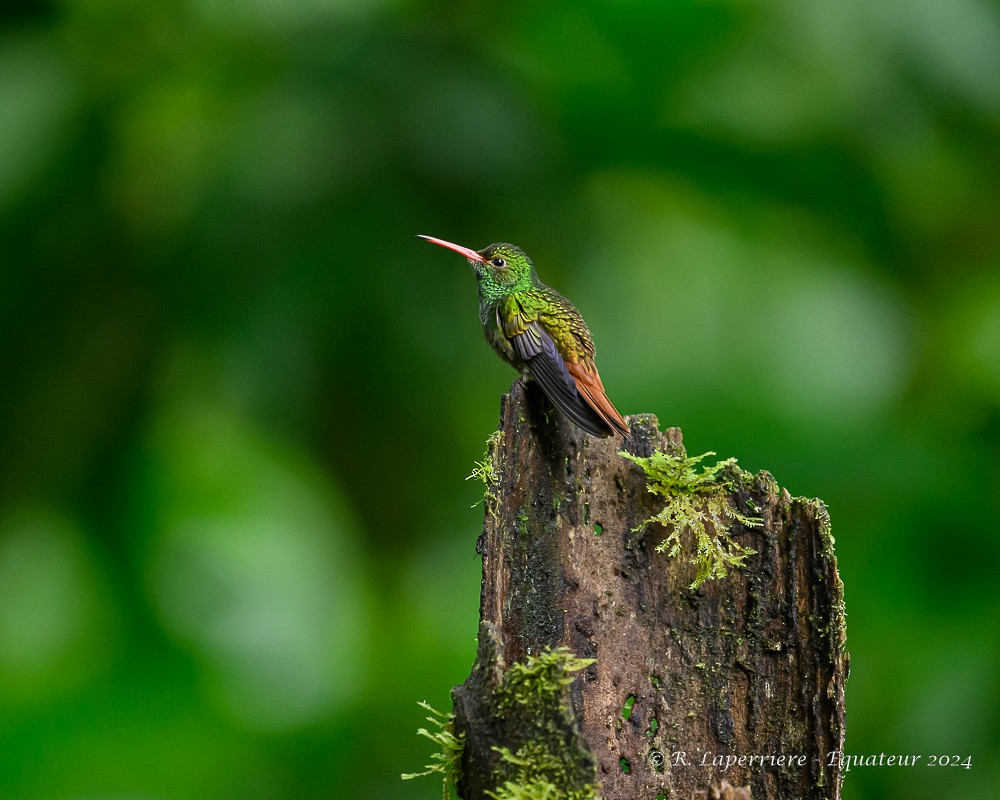 Rufous-tailed Hummingbird - ML615473938