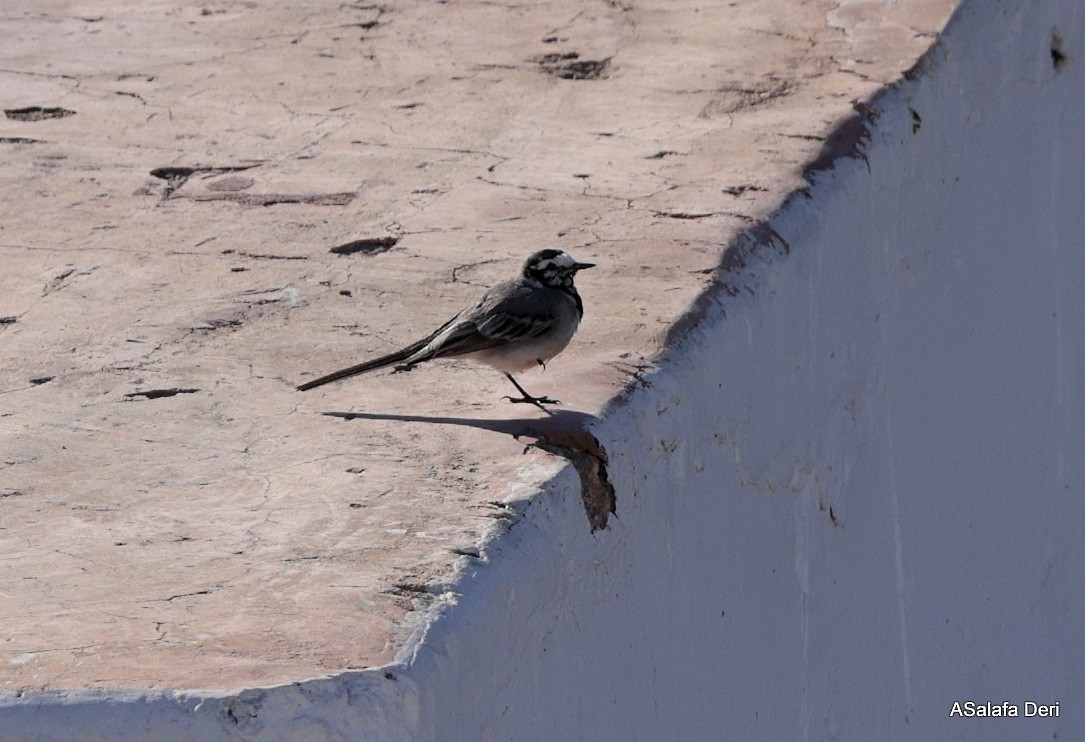 White Wagtail (Moroccan) - ML615474067