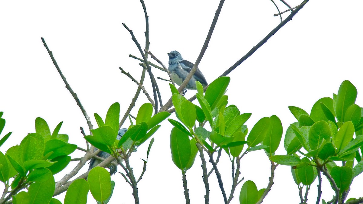 White-bellied Tanager - ML615474207