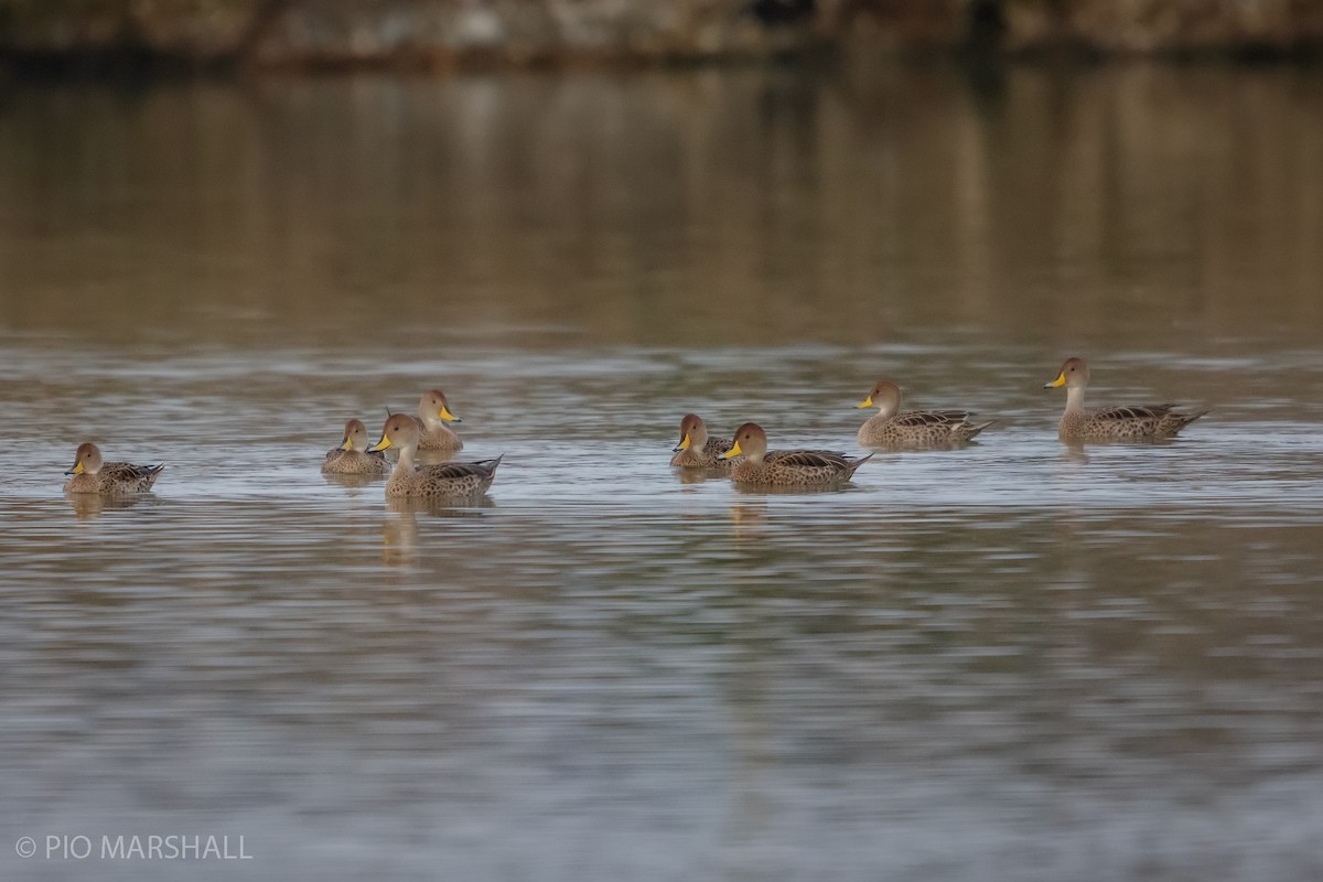 Yellow-billed Pintail (South American) - Pio Marshall