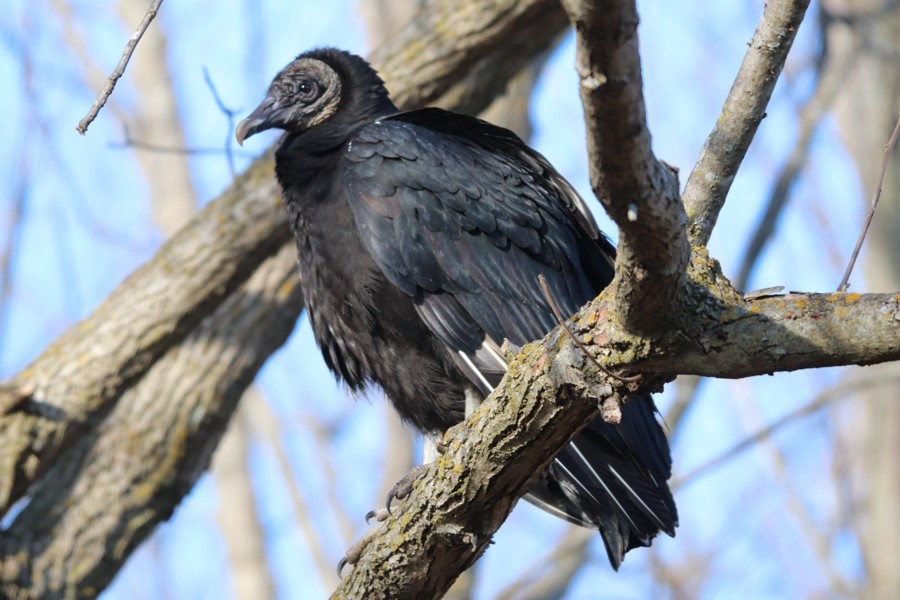 Black Vulture - ML615474320