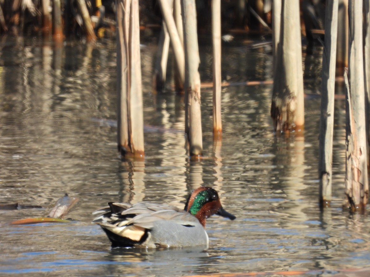 Green-winged Teal - ML615474326