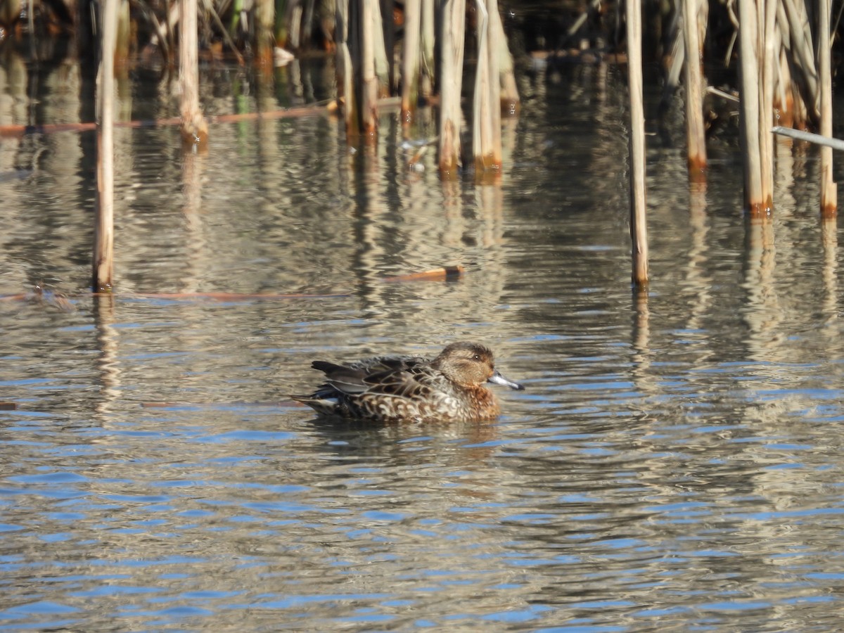 Green-winged Teal - ML615474328