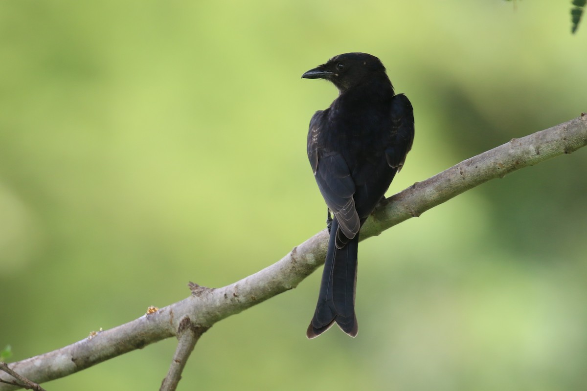 Fork-tailed Drongo - ML615474347