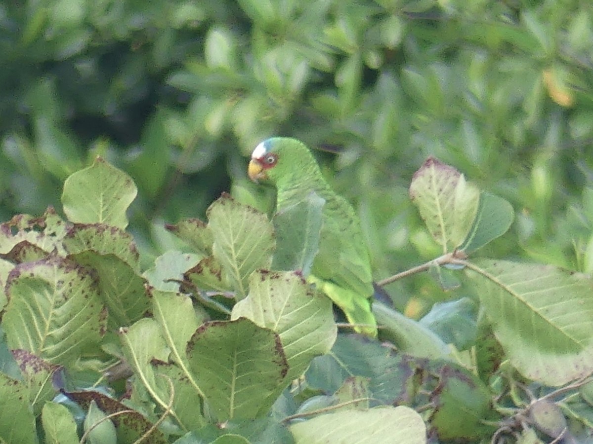 White-fronted Parrot - ML615474364