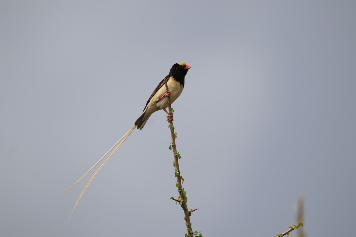 Straw-tailed Whydah - Fikret Ataşalan