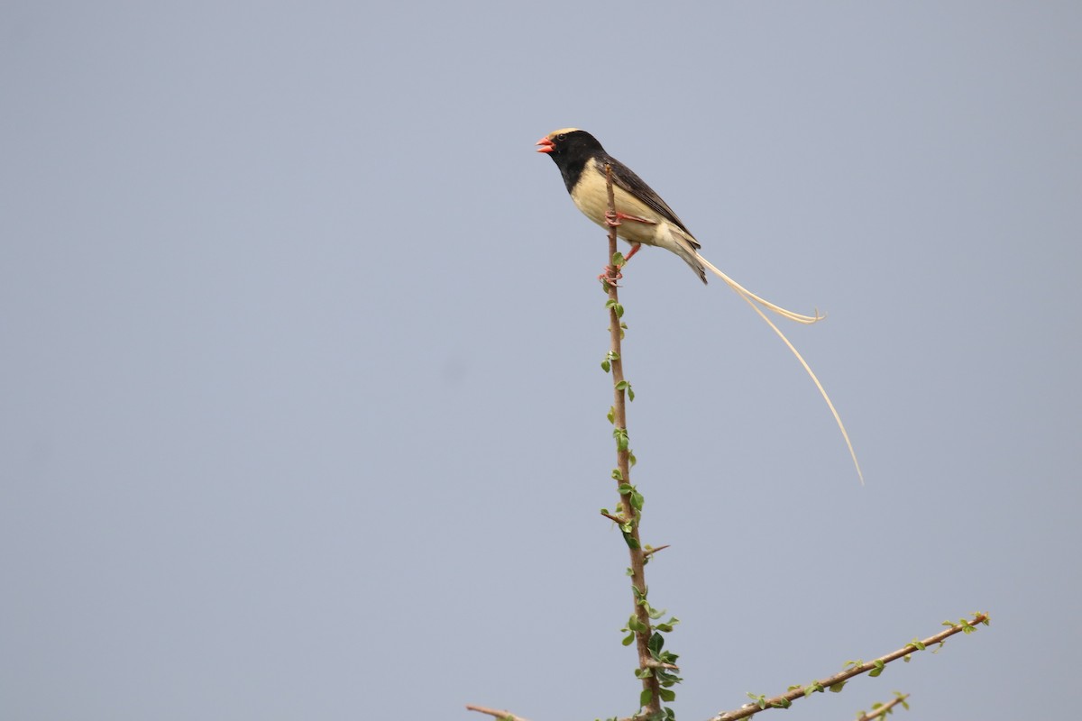 Straw-tailed Whydah - ML615474397