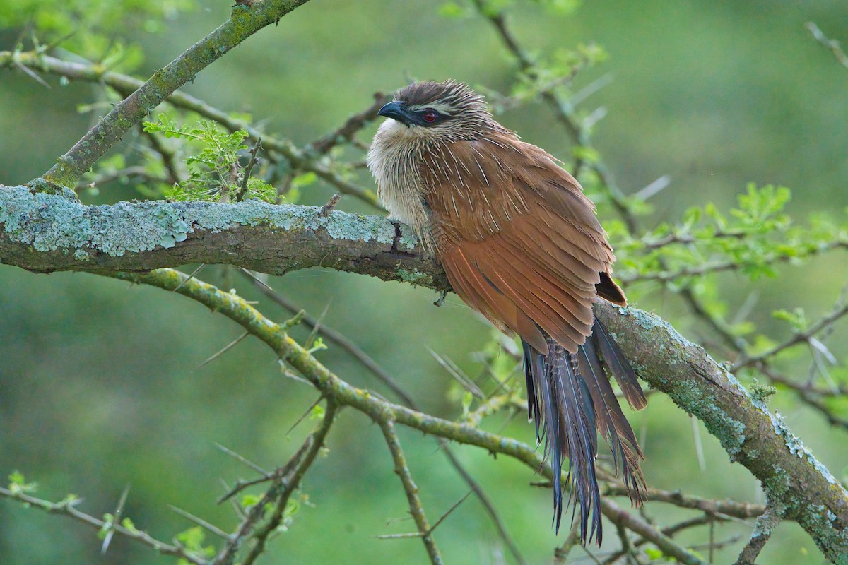 White-browed Coucal - ML615474602