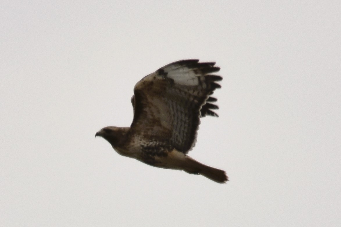 Red-tailed Hawk (abieticola) - ML615475151