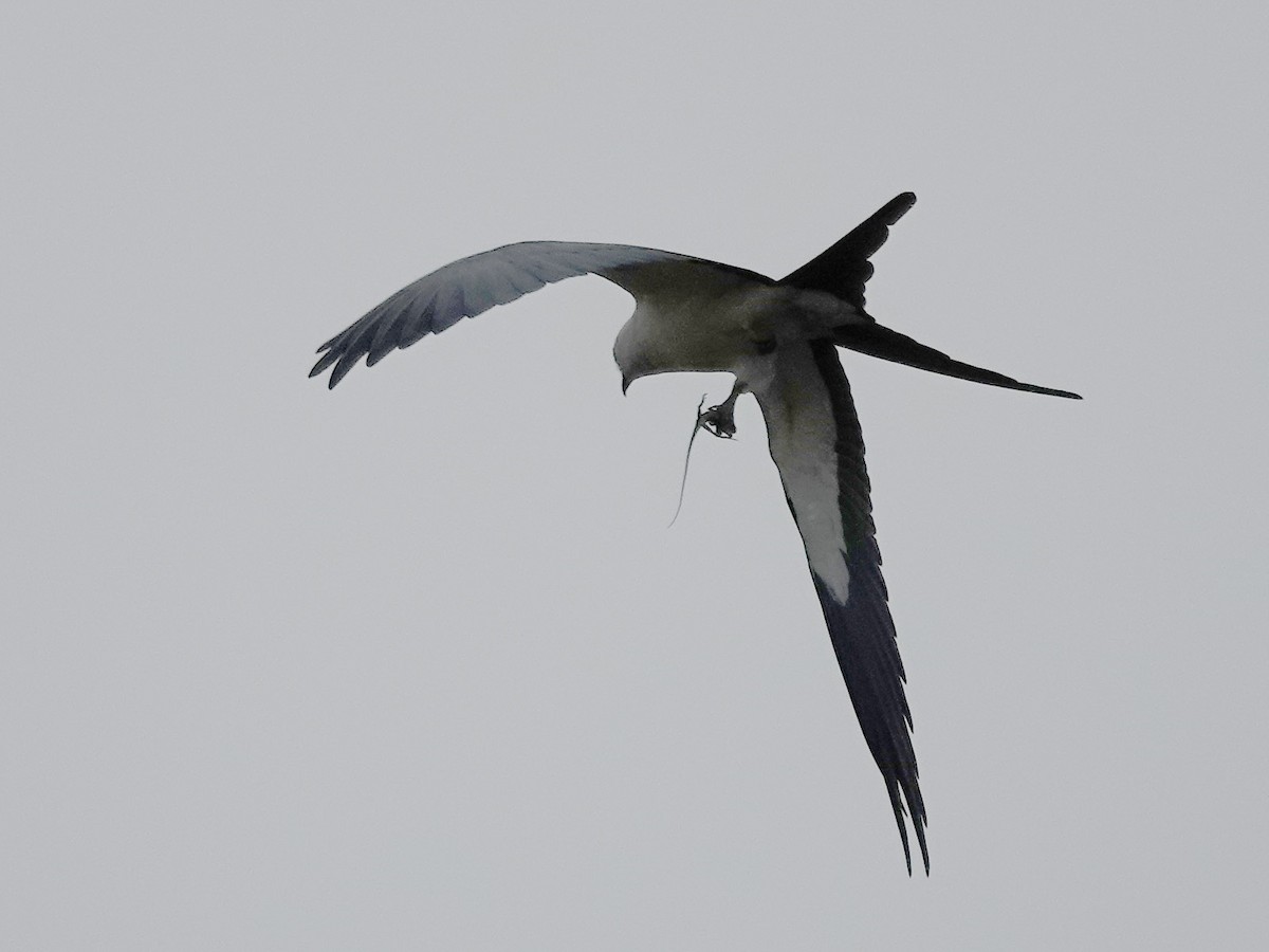 Swallow-tailed Kite - ML615475369