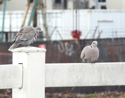 Eurasian Collared-Dove - Lena Hayashi