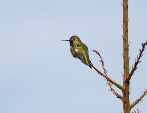 Anna's Hummingbird - Lena Hayashi