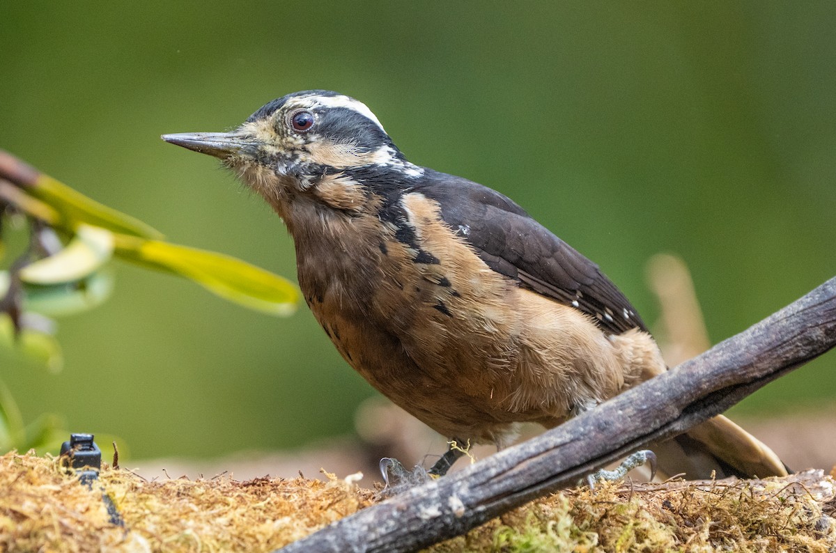Hairy Woodpecker (Costa Rican) - Debra Craig