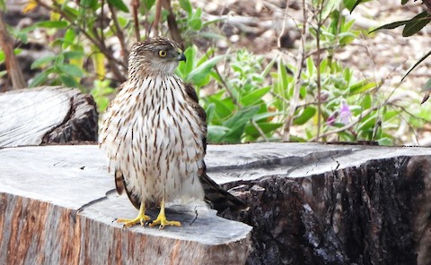 Cooper's Hawk - Lena Hayashi