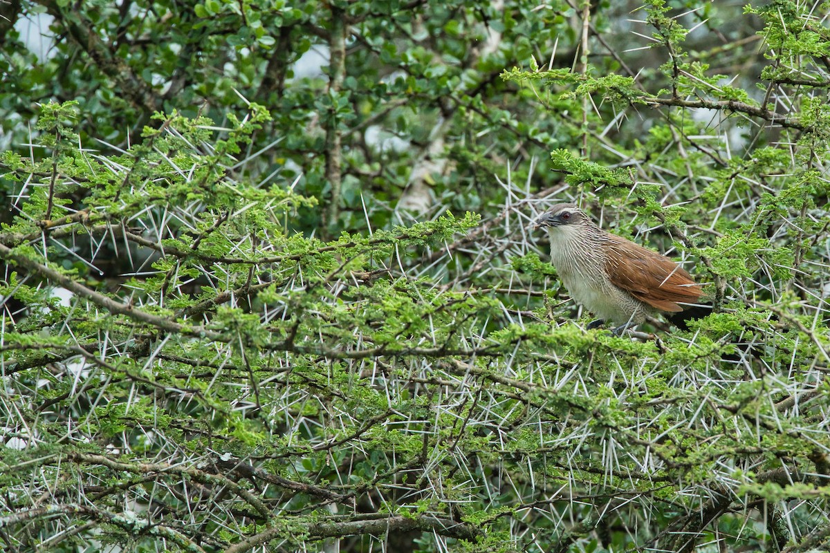 White-browed Coucal - ML615475442