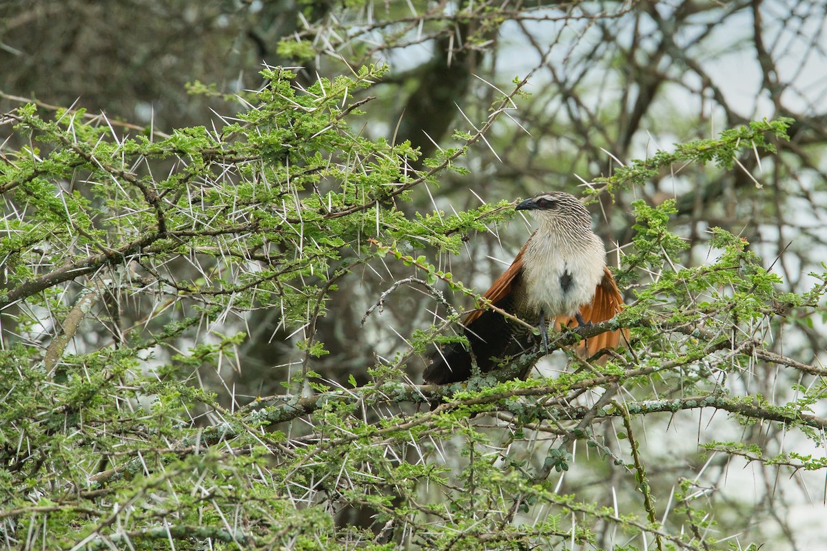 White-browed Coucal - ML615475450