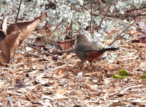 California Towhee - Lena Hayashi