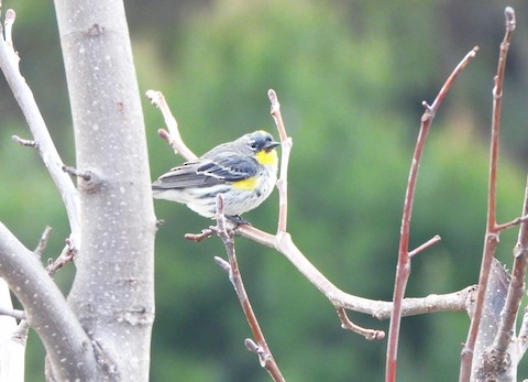 Yellow-rumped Warbler - Lena Hayashi