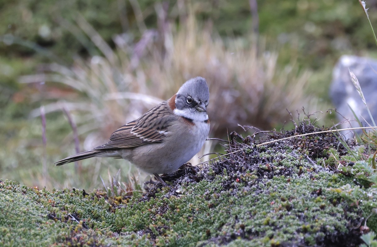 Rufous-collared Sparrow - ML615475472
