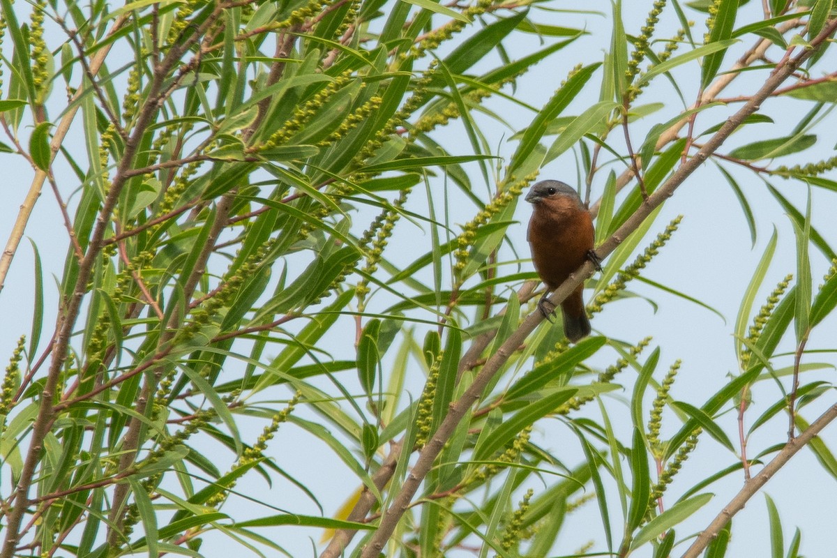 Tawny-bellied Seedeater - ML615475616