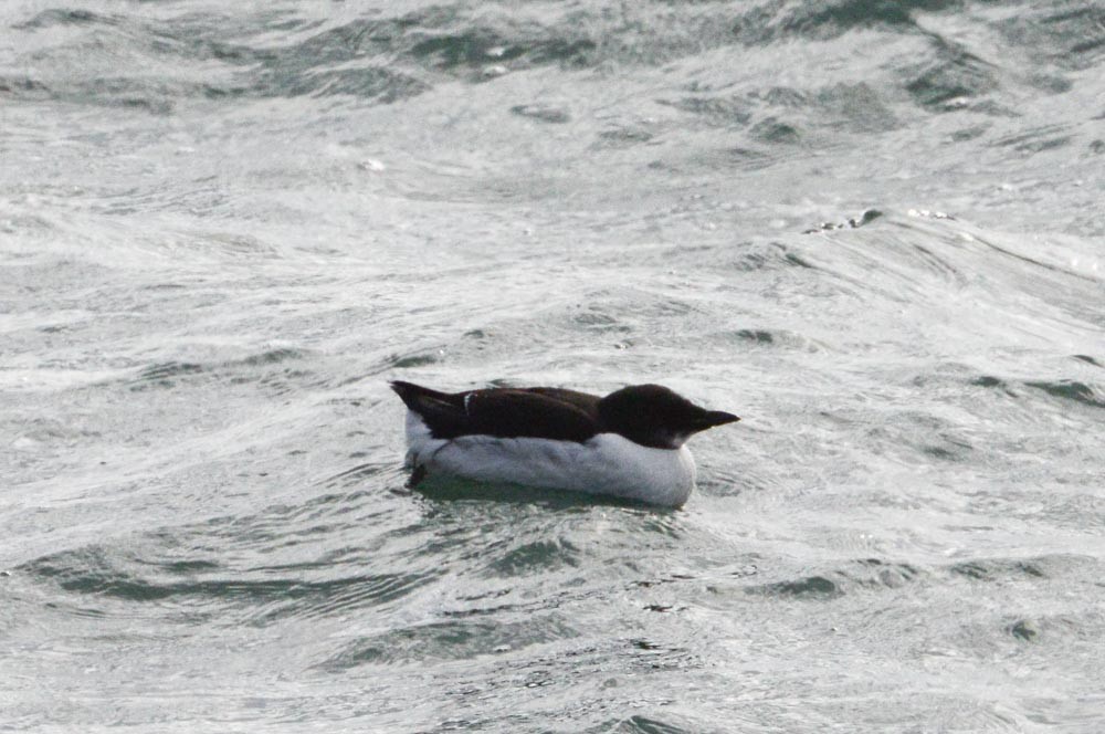 Thick-billed Murre - ML615475688