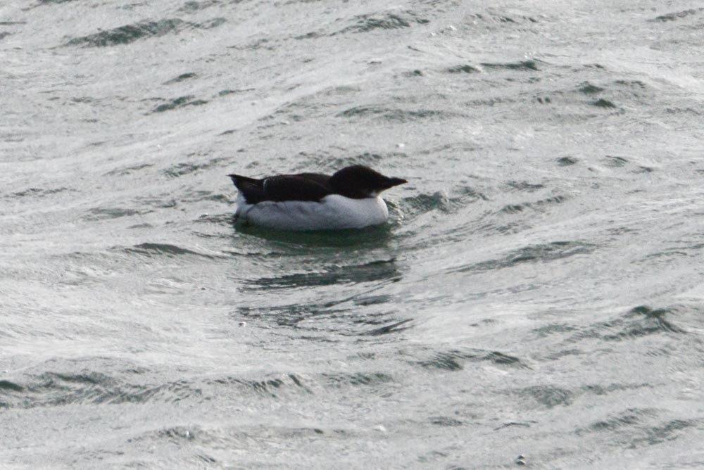 Thick-billed Murre - ML615475692