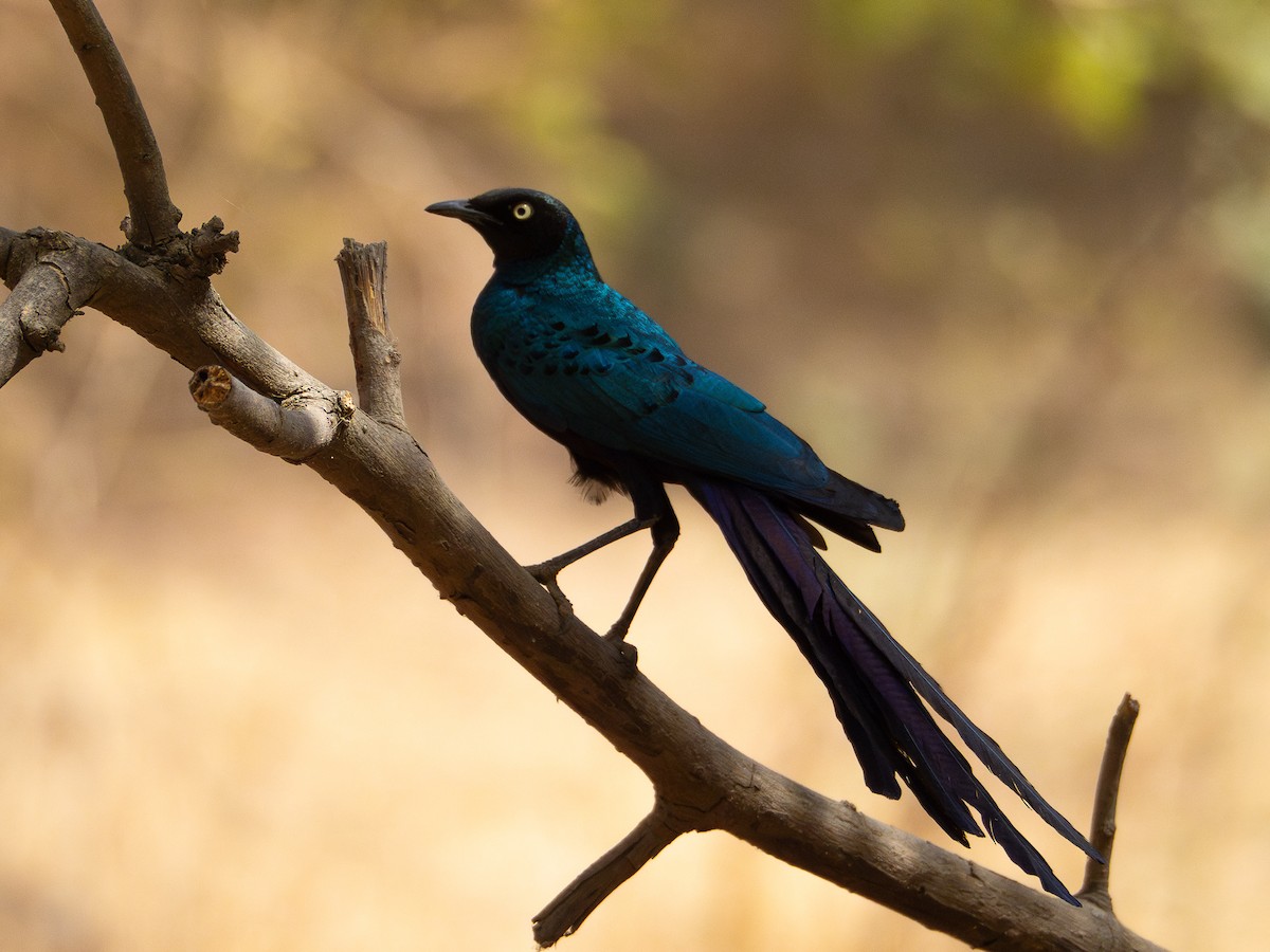 Long-tailed Glossy Starling - ML615475693