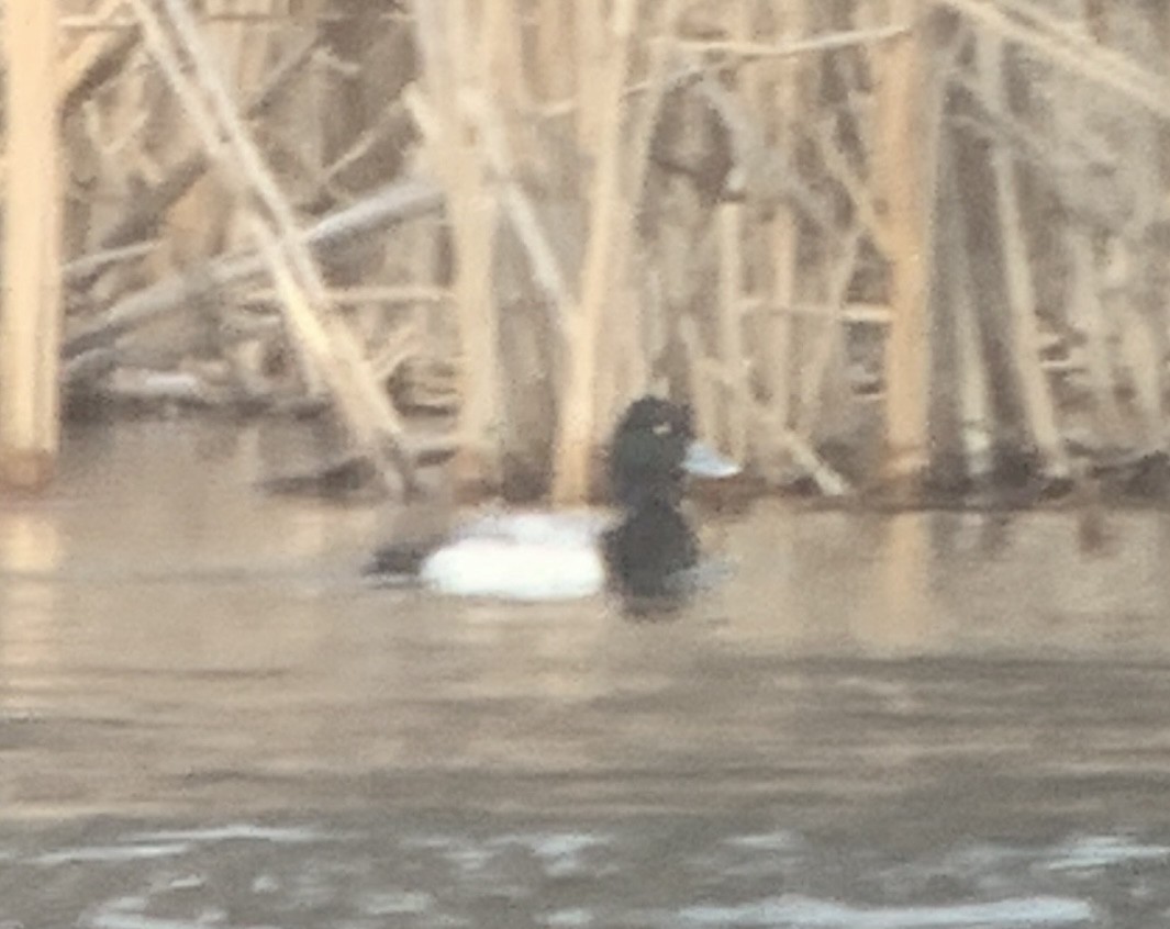 Greater Scaup - ML615475744