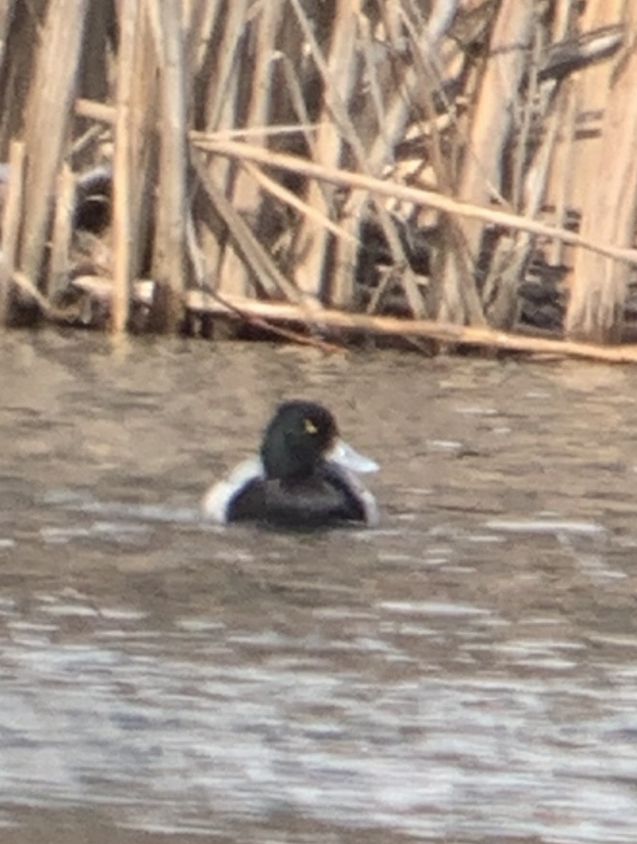 Greater Scaup - ML615475745