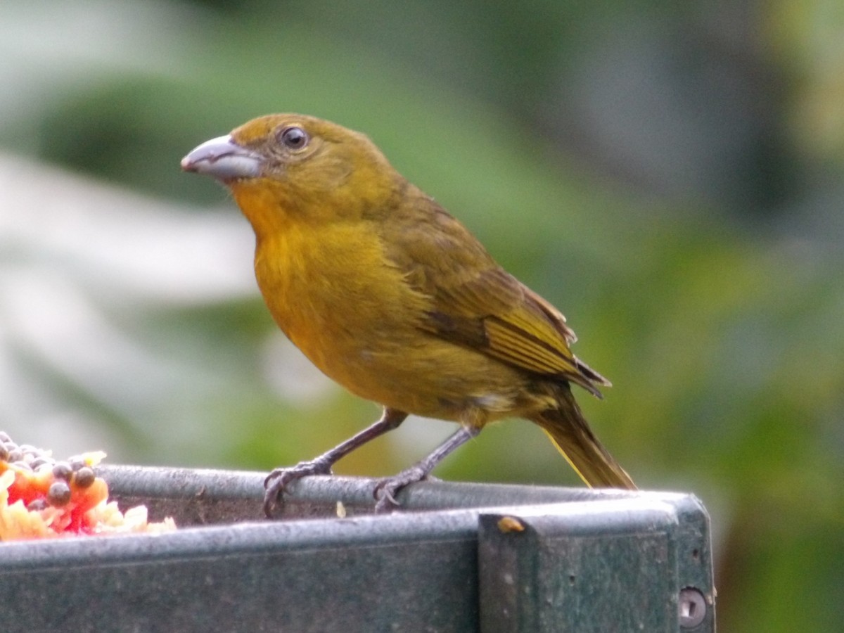 tanager sp. (Thraupidae sp.) - ML615475866