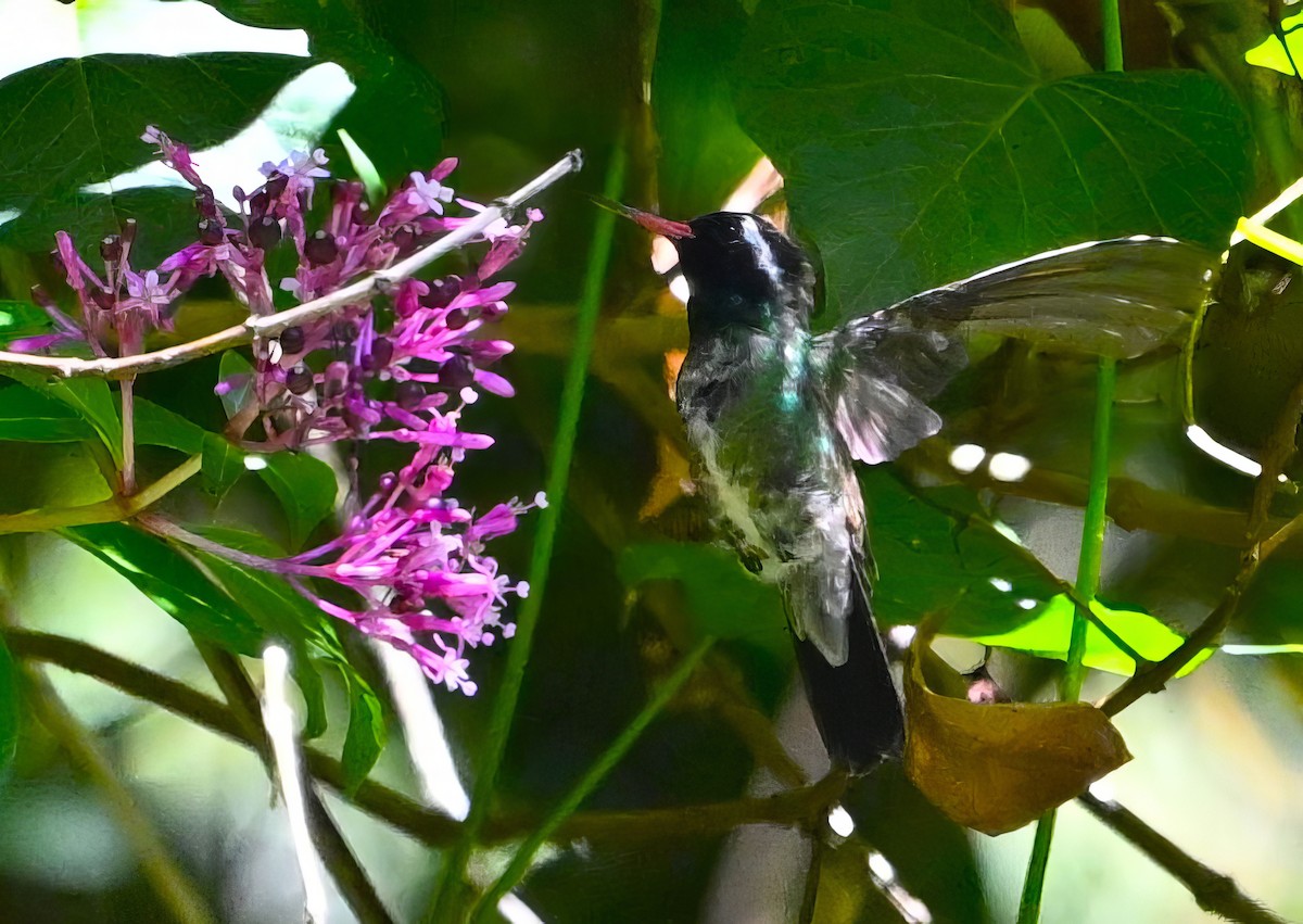 White-eared Hummingbird - Alan Sankey  COHL