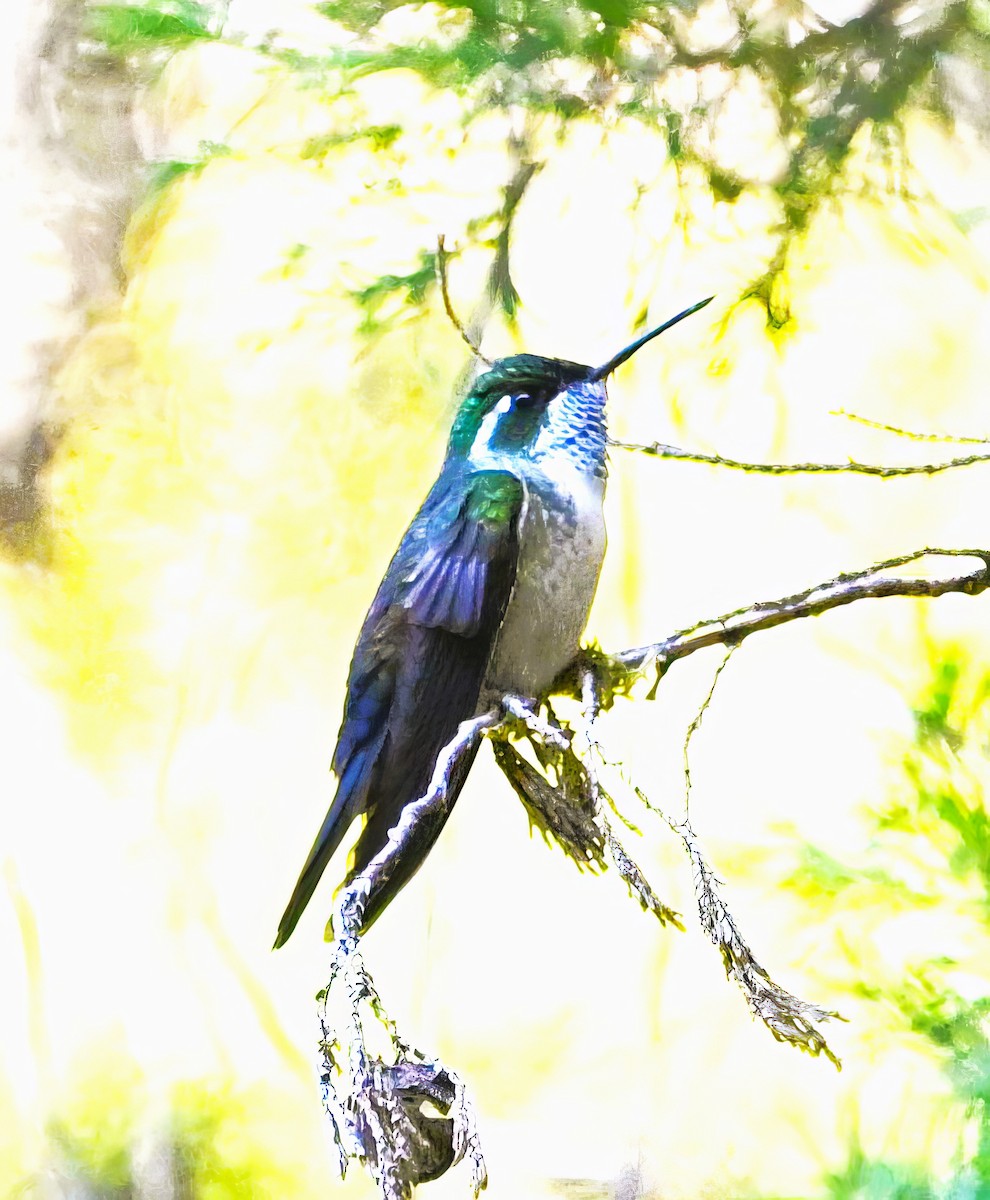 kolibřík salvadorský - ML615475893
