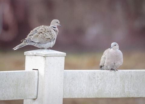 Eurasian Collared-Dove - James Kendall