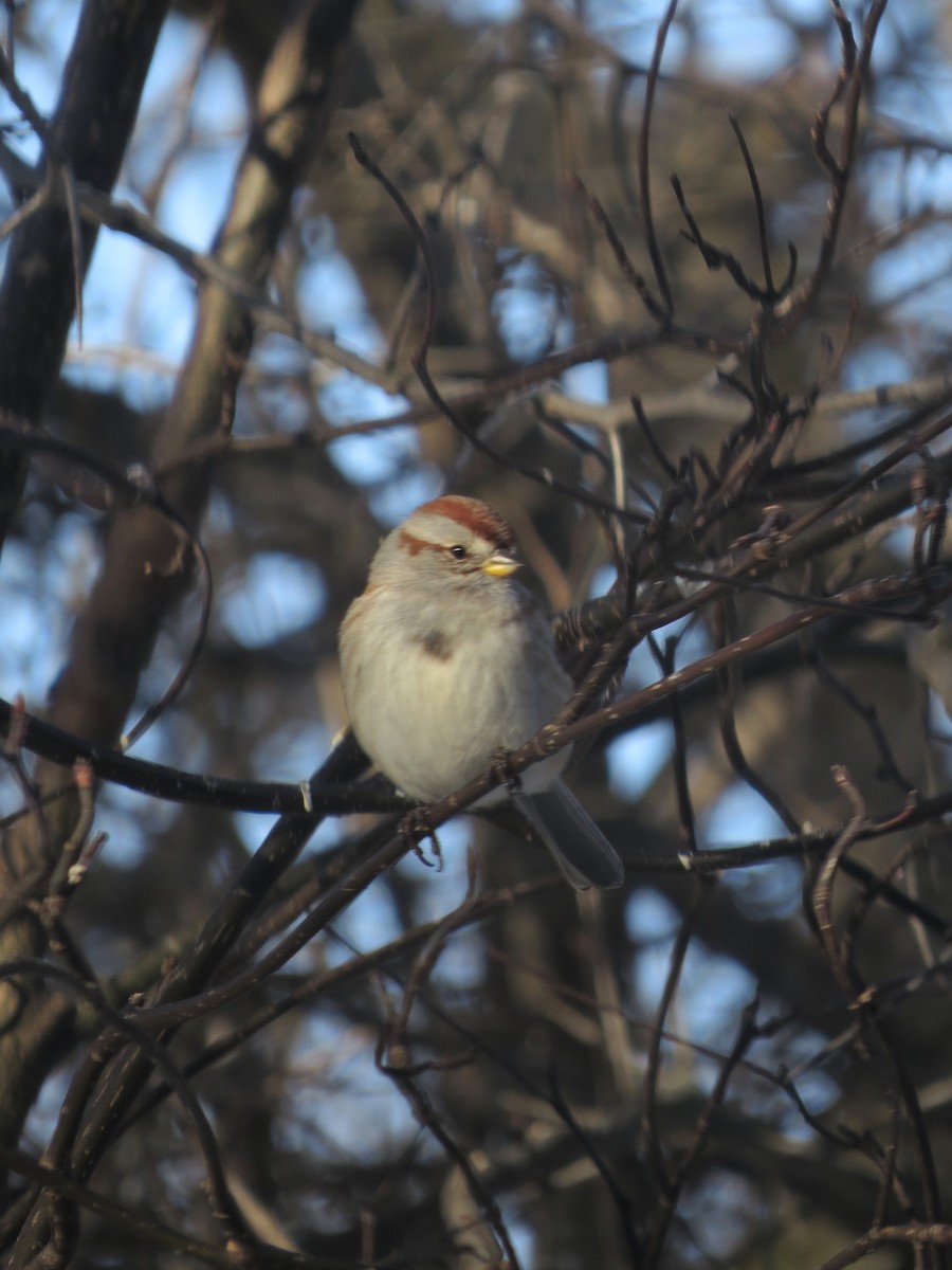 American Tree Sparrow - ML615475986