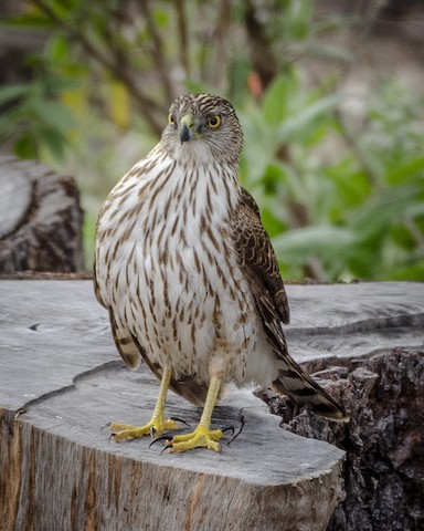 Cooper's Hawk - James Kendall