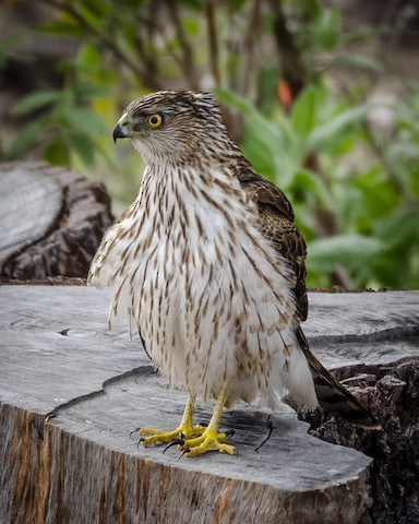 Cooper's Hawk - James Kendall