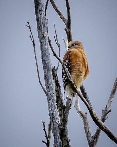 Red-shouldered Hawk - James Kendall