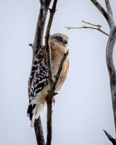 Red-shouldered Hawk - James Kendall